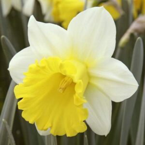 Нарцис многогодишен не изчезващ с огромен 10 см цвят ароматен - Narcissus Las Vegas