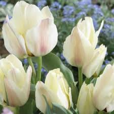 Лале тройно с шарени листа не изчезващо Албион -Tulip albion star