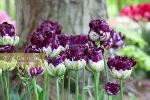 Лале Уау ексклузивно кичесто лилаво и ароматно - Tulip Wow Лале Уау ексклузивно кичесто лилаво и ароматно - Tulip Wow