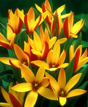 ЛАЛЕ КЛУЗИАНА СИНТИЯ - TULIP CLUSIANA CYNTHIA ЛАЛЕ КЛУЗИАНА СИНТИЯ - TULIP CLUSIANA CYNTHIA