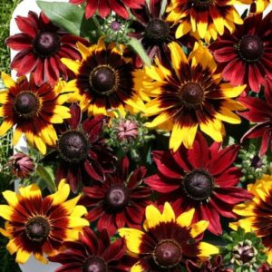Рудбекия Многогодишна с цвят 13 см. смес - Rudbeckia hirta mix Рудбекия Многогодишна с цвят 13 см. смес - Rudbeckia hirta mix