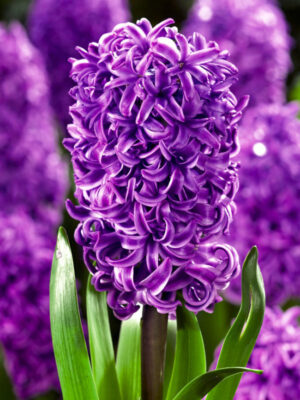 Зюмбюл лилава сензация - Hyacinth purple sensation