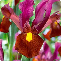 Ирис зимоустойчив червен кехлибар - Iris hollandica red amber