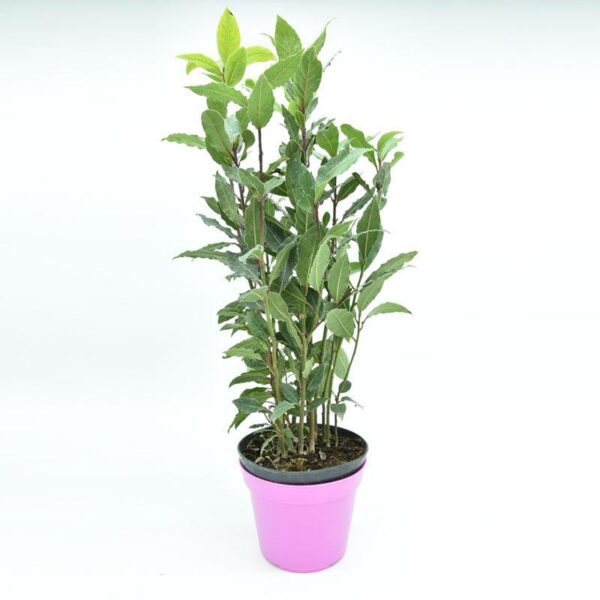 Дафинов лист вкоренен разсад в саксия най - полезен за здравето с височина 1 м