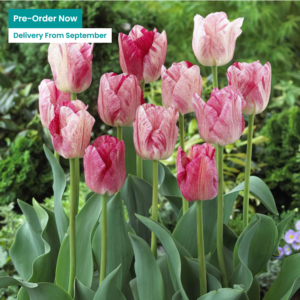 Супер ефектно лале с променящи се цветове - Tulip Hemisphere