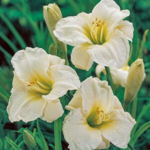 Хемерокалис нежният пастир бял -контраст на зелените листа - Hemerocallis gentle shepherd Хемерокалис нежният пастир бял -контраст на зелените листа - Hemerocallis gentle shepherd