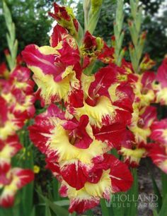 Гладиол с едри контрастни цветове Далечен запад - Gladiolus First West
