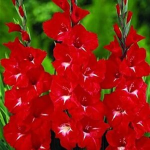 Гладиол червен с бяло в гърлото - Gladiolus Tradehorn