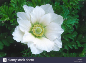 Анемоне бялата булка - Anemone coronaria Bride