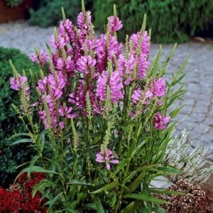 Физостегия единствената лилаво розова многогодишна цъфти чак до есента - Physostegia Rose Queen Физостегия единствената лилаво розова многогодишна цъфти чак до есента - Physostegia Rose Queen