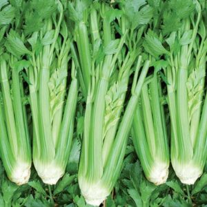 Целина дръжкова много полезна - Celery d elne