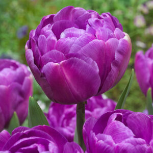 Лале единственият диамант сред лалетата кичесто като роза - Tulip Blue Diamond 3 Лале единственият диамант сред лалетата кичесто като роза - Tulip Blue Diamond 3
