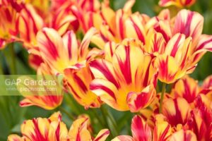 Уникално четворно лале взрив от ярки багри Клуб на чудесата - Tulip Wonder club Уникално четворно лале взрив от ярки багри Клуб на чудесата - Tulip Wonder club