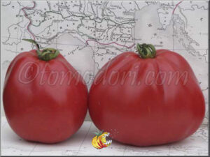 Домат Червената круша един от най-сладките червени сортове домати и не е ГМО - Tomato Red pear