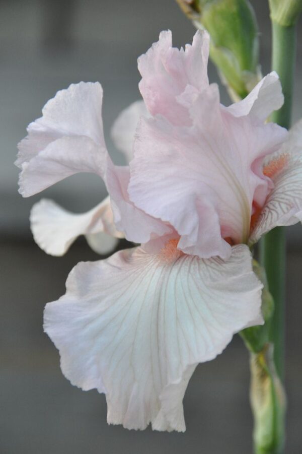 Ирис Желание с нежен като орхидея цвят в розова пудра - Iris cherished