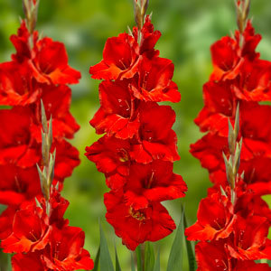 Гладиол Оскар с едър червен цвят - Gladiolus Oscar