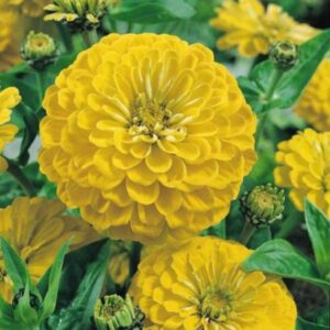 Циния елеганс жълто злато - Zinnia elegans Canary bird Циния елеганс жълто злато - Zinnia elegans Canary bird