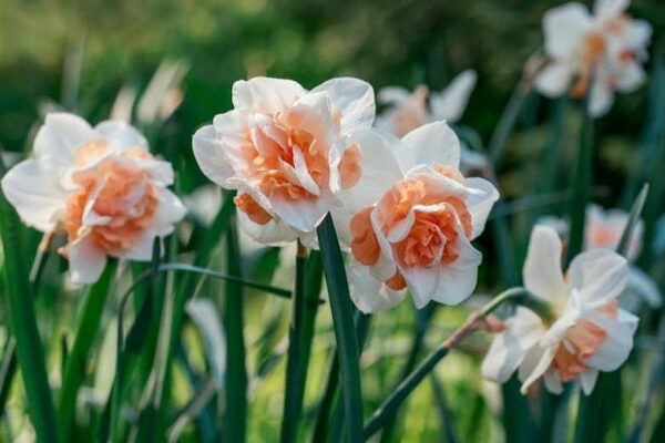Нарцис кичест очарователно красив с огромен 10 см. цвят - Narcissus Delnashaugh