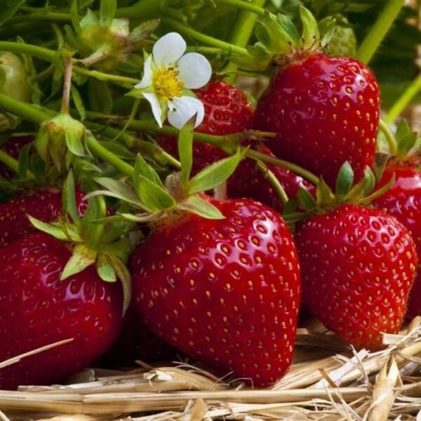 Най-плодородната ягода Остара Четири Сезона 5 броя - Strawberry Ostara Fragaria