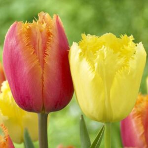 Ресничеста колекция лале розов меден месец - Fringed tulips orange and yellow