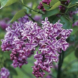 Люляк Сензация ароматен и необикновен с двуцветни цветове - Syringa vulgaris Sensation