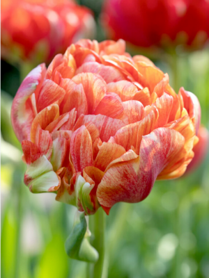 Лале единствено кичесто с гигантски греещи променящи се цветове - Tulip Gudoshnik double
