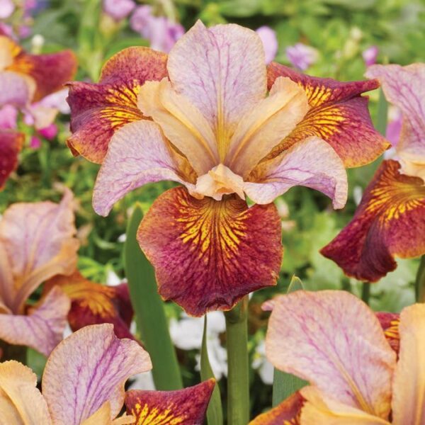 Ирис ароматен и зимоустойчив с медено канелен цвят - Iris Paprikash