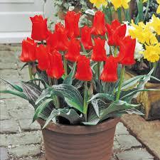 Лале не изчезва през годините Ориенталска красавица за саксии и алпинеуми - Tulip Oriental beauty