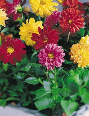 Далия ниска градинска гордост смес от 6 цвята - Dahlia Garden pride Unwins