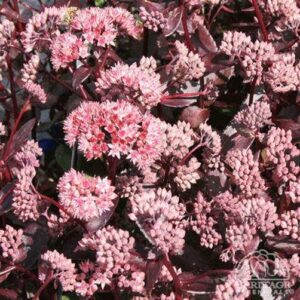 Седум с шоколадово лилави листа и кичести розови цветове - Sedum Bonbon