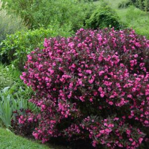 Вейгела Вино и рози цъфти цяло лято с пурпурно лилави листа и цветове - Veigela wine and roses