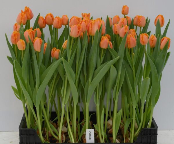 Лале с прасковен цвят и ново за 2022 година - Tulip Ogene