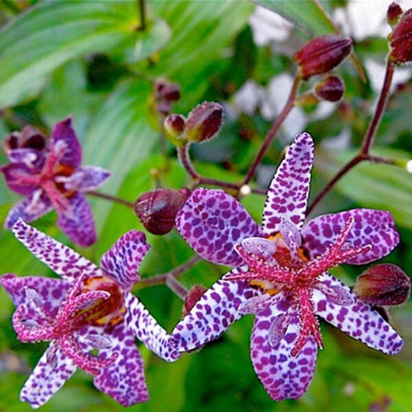 Многогодишен екзотичен храст с цвят на орхидея - Tricyrtis hirta