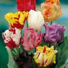 Лалета екзотика в градината най-едроцветните смес - Tulip Parrot mix