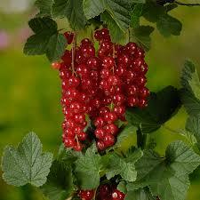Френско червено грозде - Ribes rubrum (Red currant)