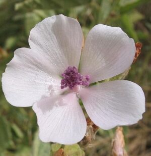 Лечебна ружа многогодишна билка бял слез - Althaea officinalis marsh mallow