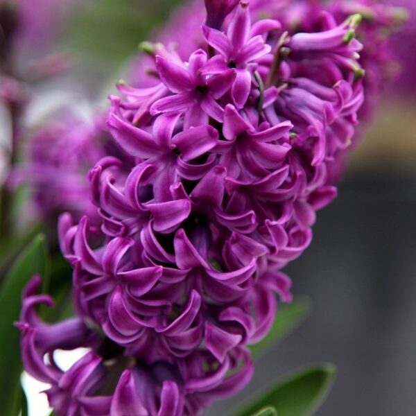 Зюмбюл пурпурна сензация размер 16/17 ще цъфти с два цвята - Hyacinthus purple sensation