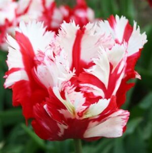 Лале неудържимо удивително красиво и едроцветно - Tulip Estrella Rijnvelt