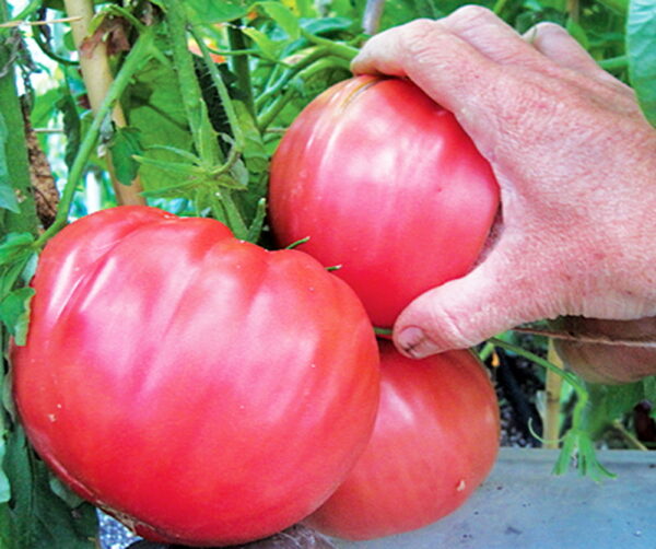 Един от най-вкусните салатни розови сортове домати с превъзходен вкус - Tomato Brandywine PINK
