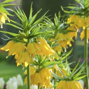 Фритилария против къртици златисто жълта корона - Fritillaria imperialis Lutea