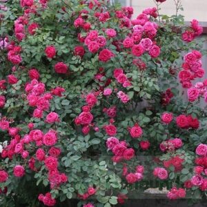 Роза катерлива кичеста малинено червена устойчива на мана - Alexander Mackenzie Rose