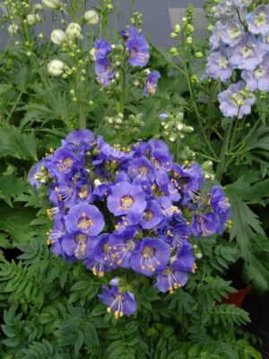 Полемониум едно от малкото сини цветя многогодишен - Polemonium boreale 'Heavenly Habit'