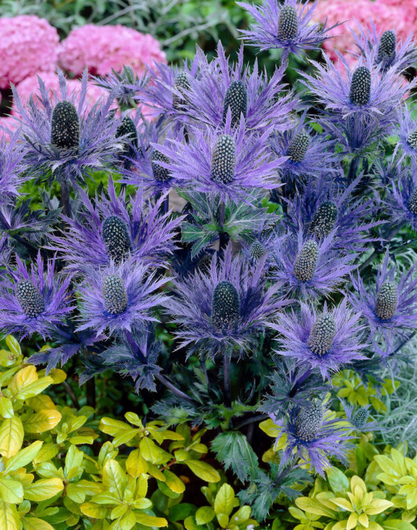 Най-синият студоустойчив и романтичен храст ерингиум - Eryngium alpinum Blue Jackpot