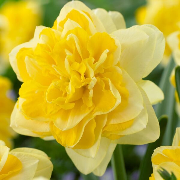 Нарцис кичест сладък помпон с аромат - Narcissus sweet pomponette