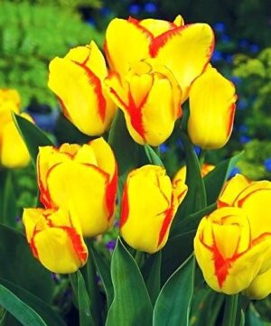 Лале ароматно Изблик с многоцветни жълто червени цветове - Tulip Outbreak