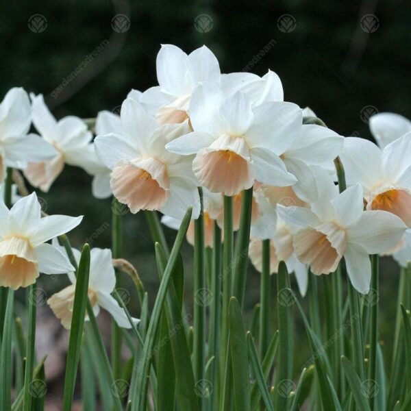 Нарцис ароматен с двоен цвят в кремаво и прасковено - Narcissus triandrus katie heath