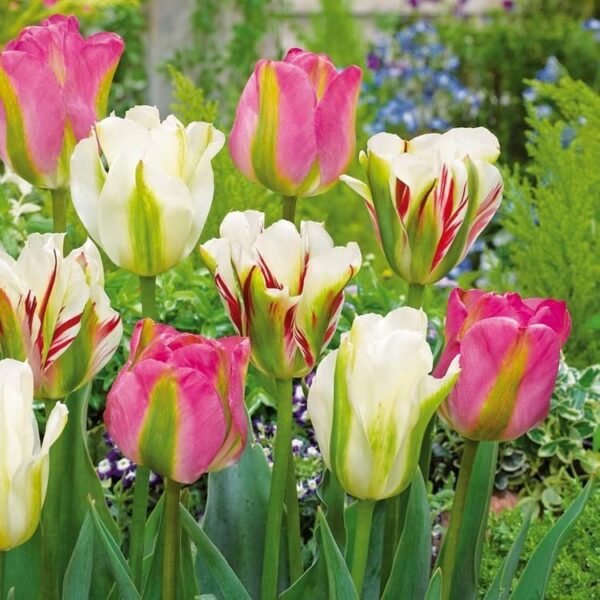 Лалета двуцветни смес с най-продължителен 4 седмичен цъфтеж - Tulip viridiflora mix