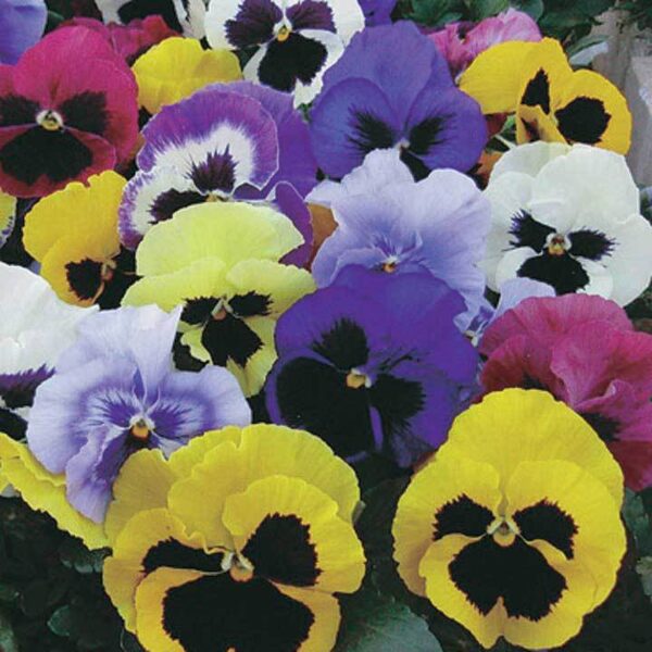 Виола гигантски цвят смес сорт с преливащи се цветове - Viola giant mix