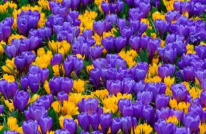 Минзухар пролетна магия едроцветен лилаво с жълто микс - Crocus largeflowering purple and yellow