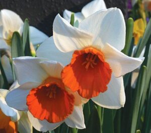 Нарцис Хромаколор с много едър 13 см цвят и лула в цвят сьомга - Narcissus Chromacolor